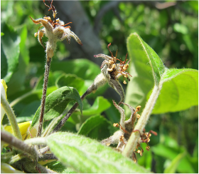 Blossom blight flowers.png